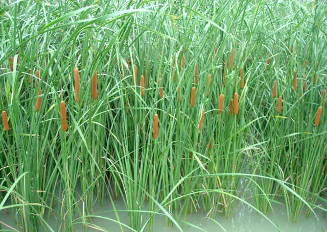 Rush Grass 